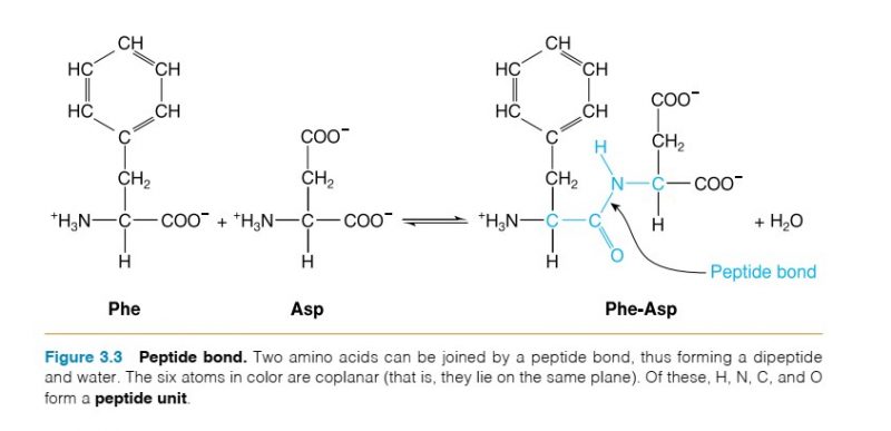  شکل2: پیوندهای پپتیدی میان اسیدهای آمینه