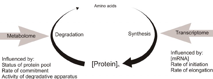 شکل 4: نوسازی پروتئین 