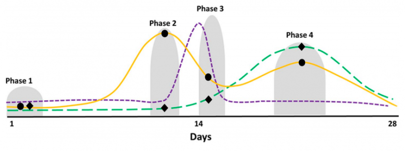 شکل (2). تغییرات هورمونی در یک چرخه قاعدگی 28 روزه و بیان زمان شروع و پایان هر مرحله.